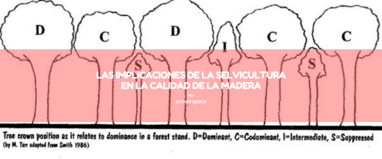 LAS IMPLICACIONES DE LA SELVICULTURA EN LA CALIDAD DE LA MADERA