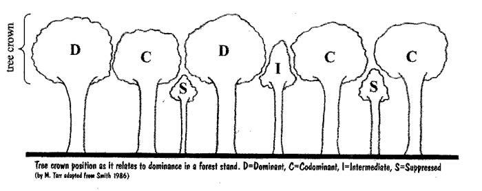 dominant-codominant figure.jpg