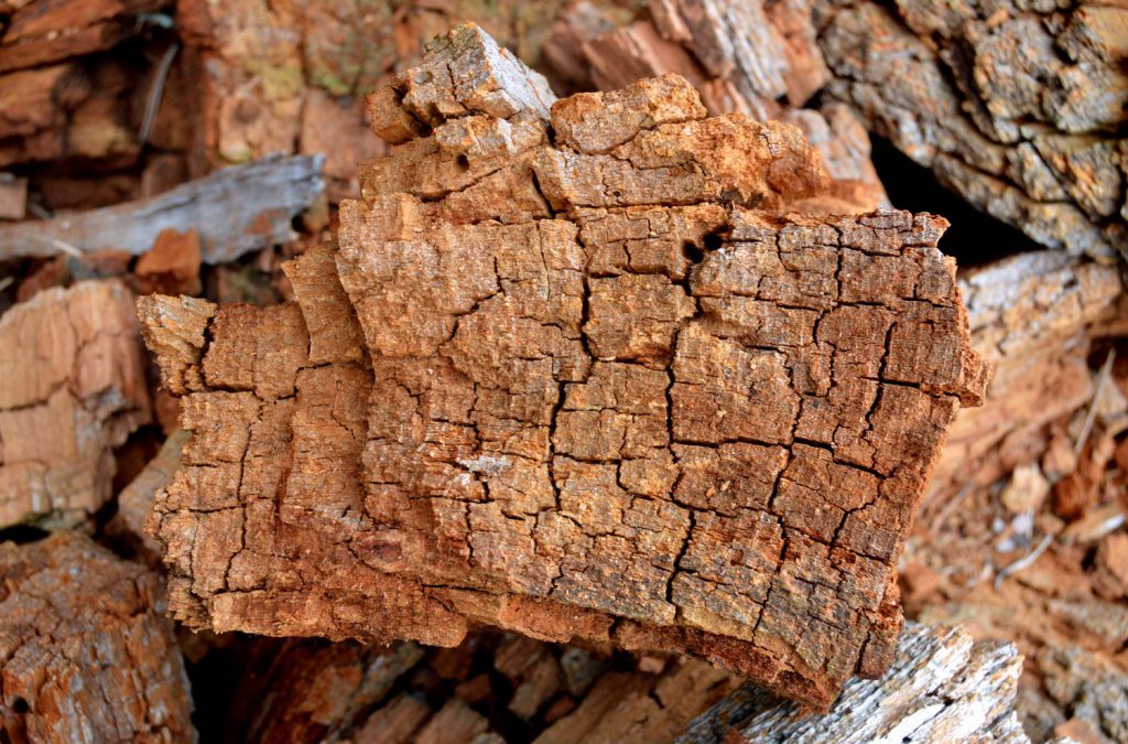 pudrición parda de la madera